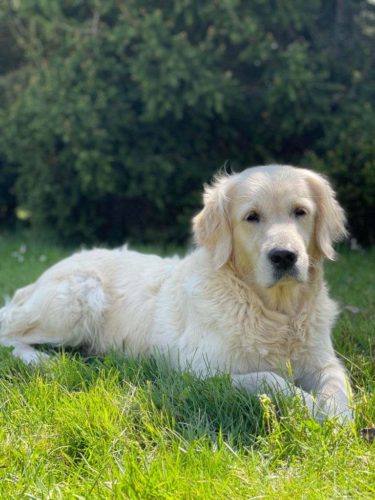 Melba du charme en dog