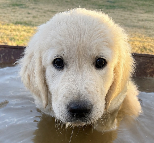 Du Domaine Saint Martin De La Peruse - Chiots disponibles - Golden Retriever