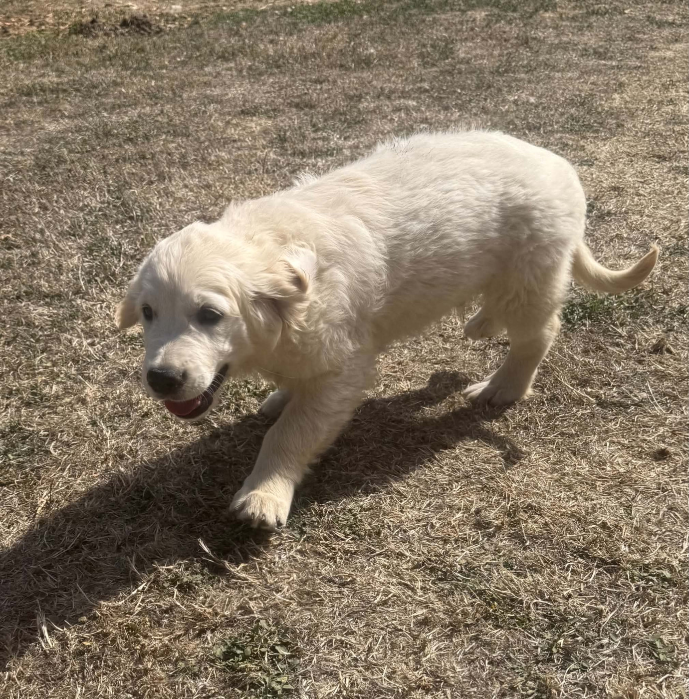 Du Domaine Saint Martin De La Peruse - Chiots disponibles - Golden Retriever