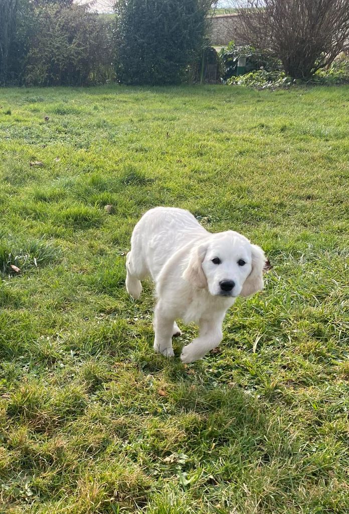 Du Domaine Saint Martin De La Peruse - Golden Retriever - Portée née le 22/10/2024