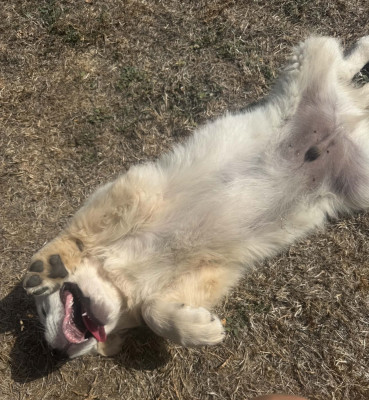BALOO